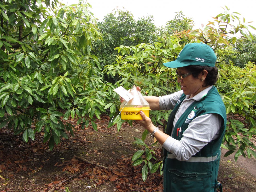 Pasco Senasa Monitorea Plagas En Zona De Producción De Paltas Hass Para Campaña De Exportación 8110