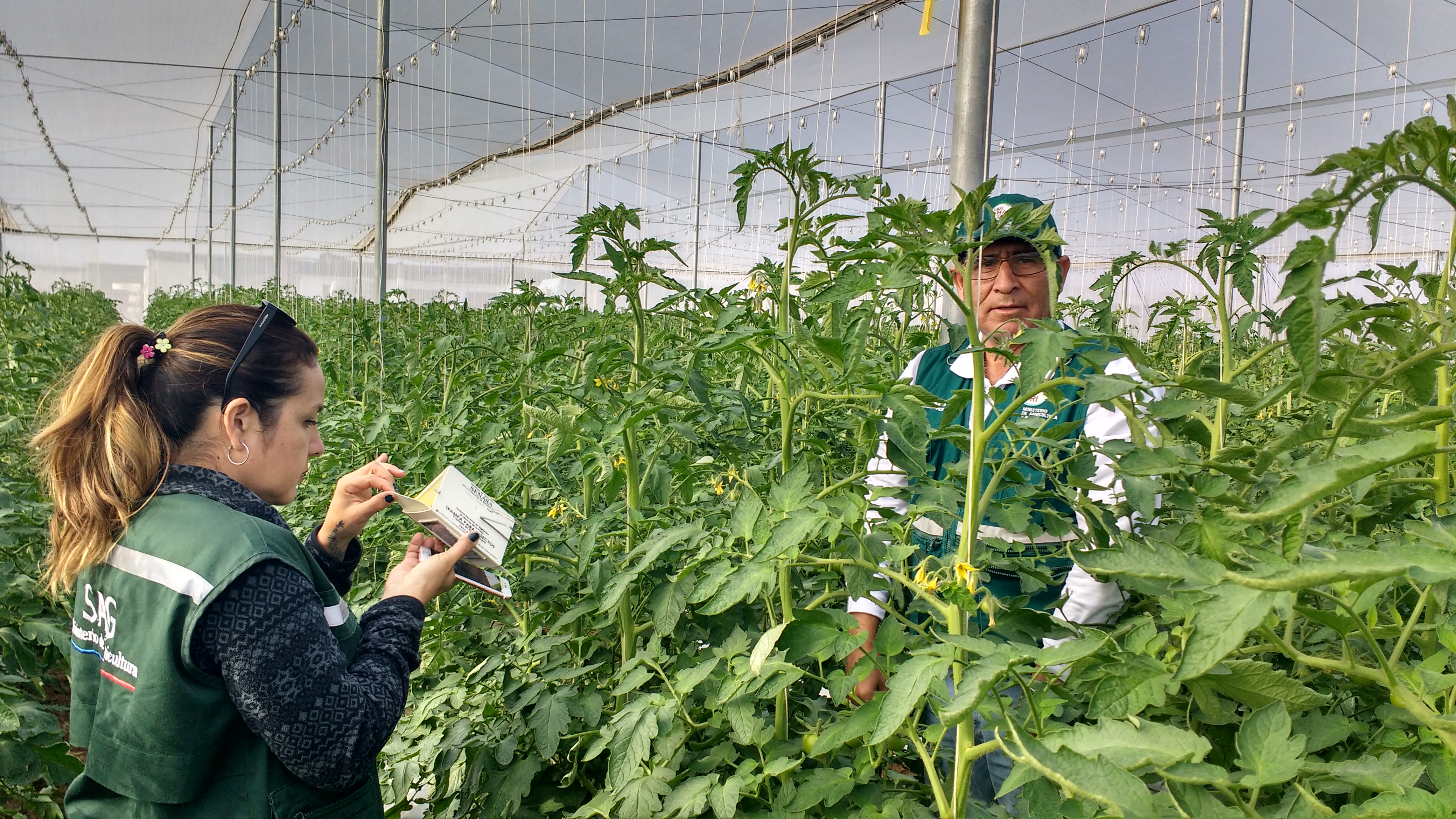 Tacna Certifican Planta Empacadora Y Lugar De Producci N De Tomate Con