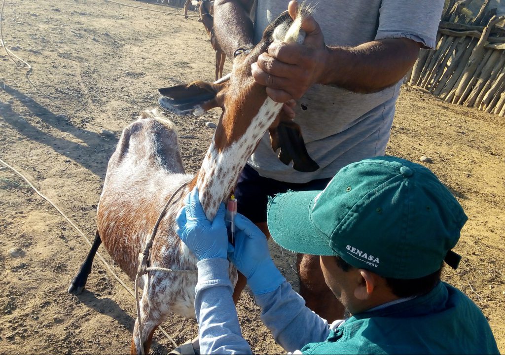 Huancavelica Estrategias Sanitarias De Prevenci N Resguardan Ganado