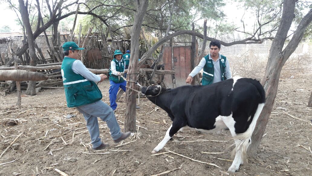 Senasa atenderá a más de 17 mil animales en distritos de Piura