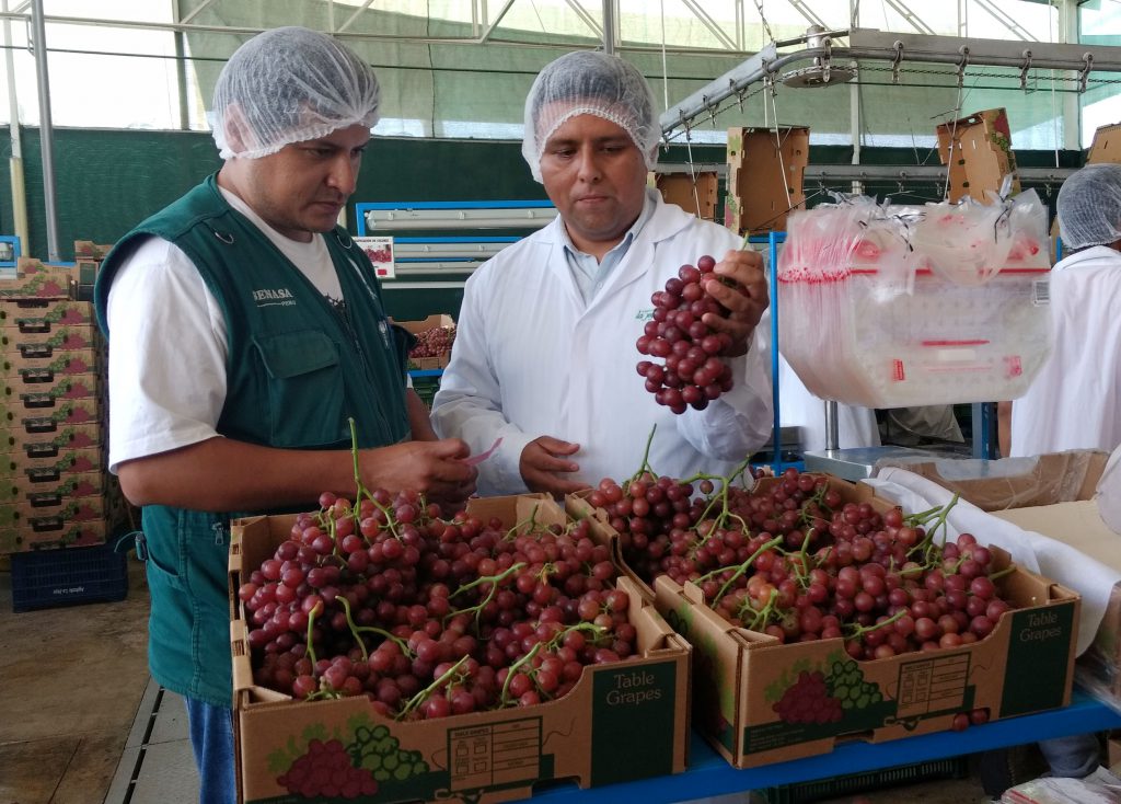 Ica Senasa certifica más de 102 mil toneladas de uva para la