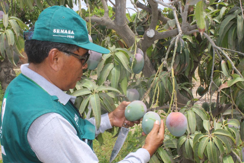 Senasa Certific M S De Mil Toneladas De Mango Durante Campa A De