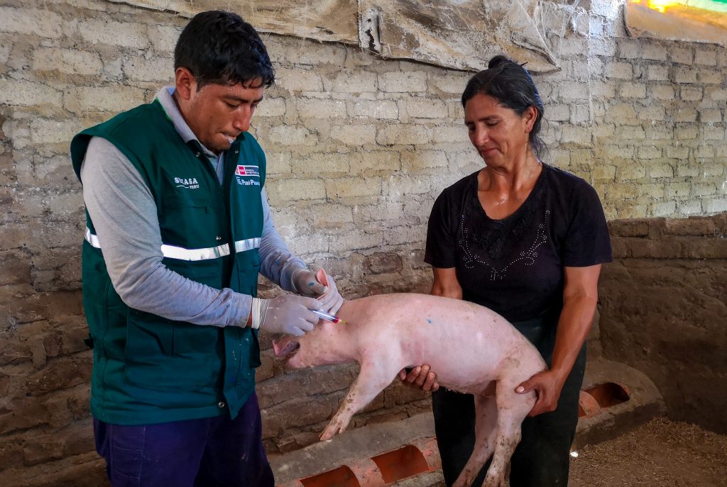 Senasa Vacunan A 4 800 Cerdos Contra La Peste Porcina En Provincia Del