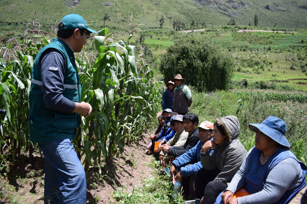 Escuelas De Campo Del Minagri Promueven Agricultura Sostenible En Cusco