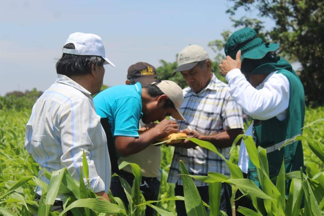 Productores De Ma Z Participan De Escuelas De Campo En Lambayeque