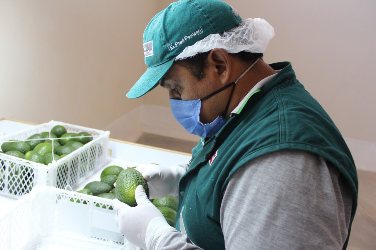 Moquegua Pequeños Productores Continúan Posicionando Producción De Palta En Chile Senasa Al Día 4218