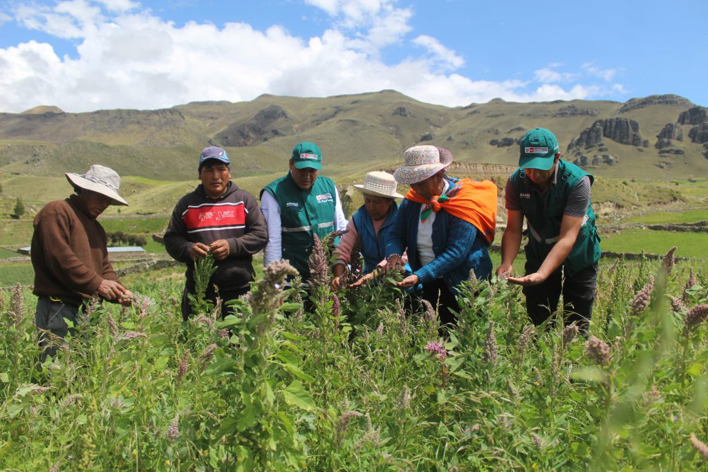 Minagri Difunde Buenas Pr Cticas A Trav S De Escuelas De Campo En Puno