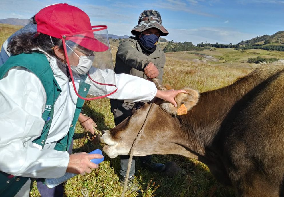 MINAGRI identificará más de 131 mil animales de abasto en La Libertad