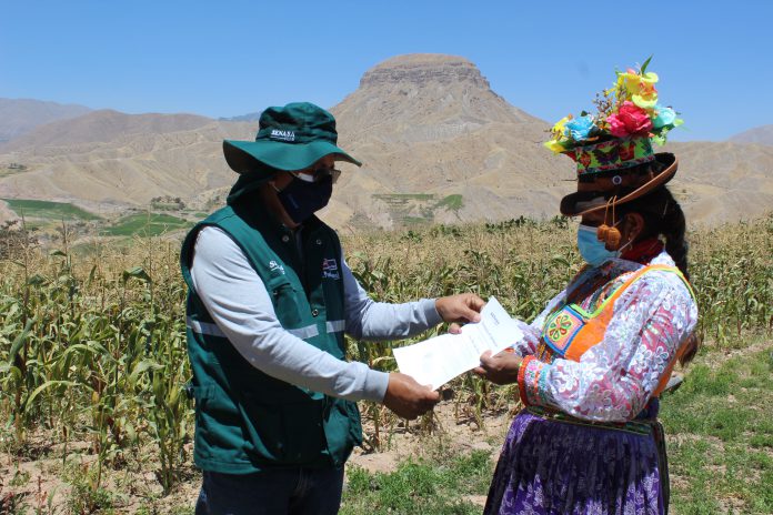 MINAGRI certifica a productores de maíz como expertos en Buenas