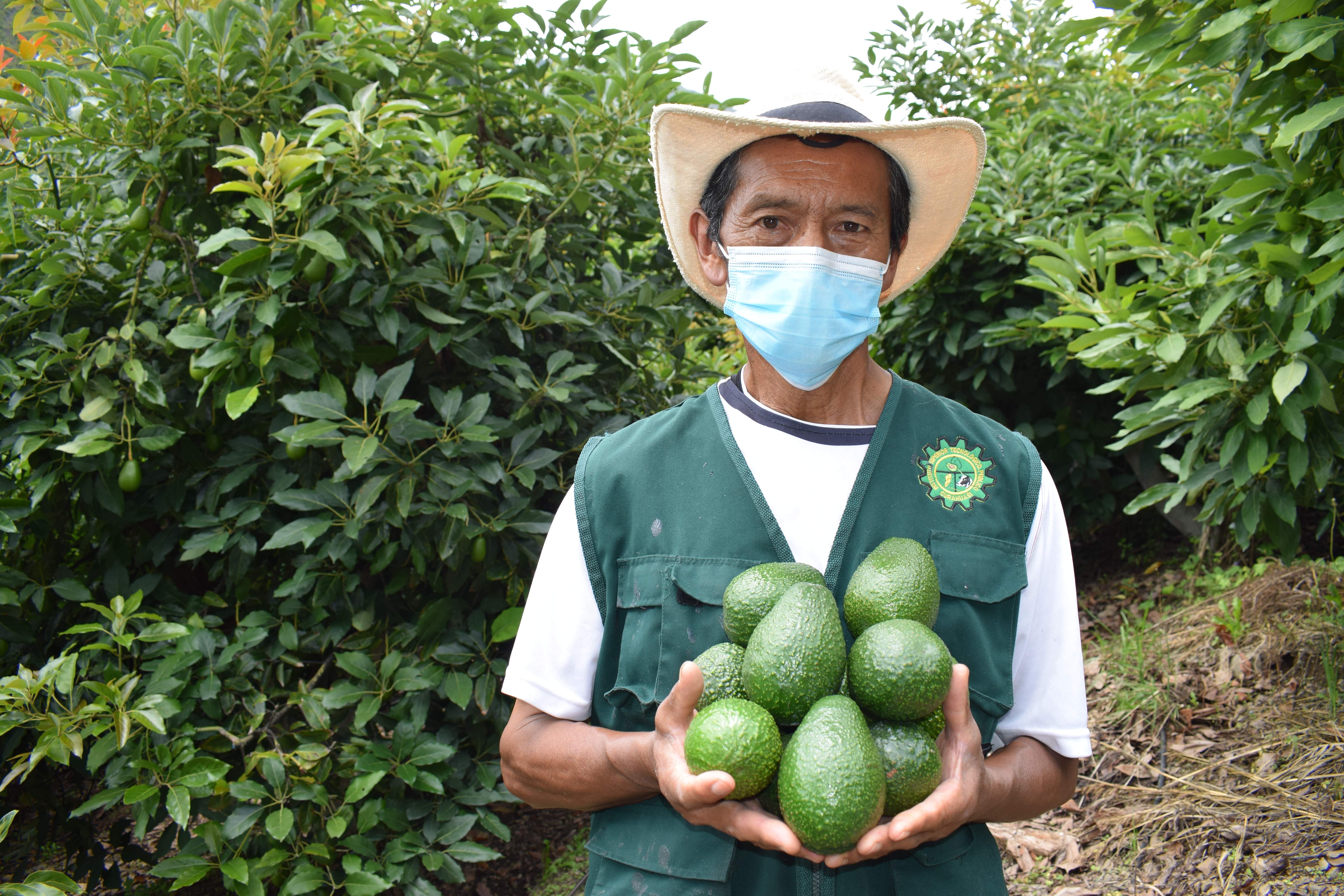 Productores Del Valle De Limatambo Exportaron Más 200 Toneladas De Palta Hass Durante Campaña 3930