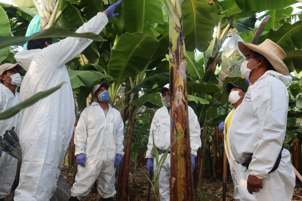 Piura Instalan Comando T Cnico Regional Para La Contenci N De Fusarium