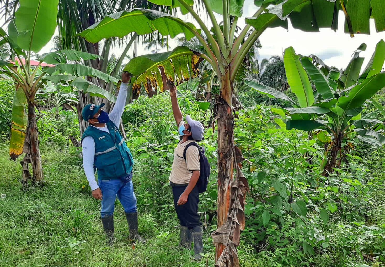 senasa-capacitan-a-productores-de-loreto-para-prevenir-la-plaga