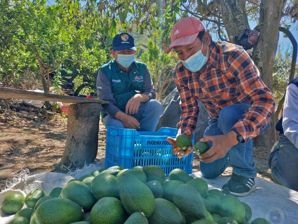 Productores de Apurímac certifican lugares de producción para exportar