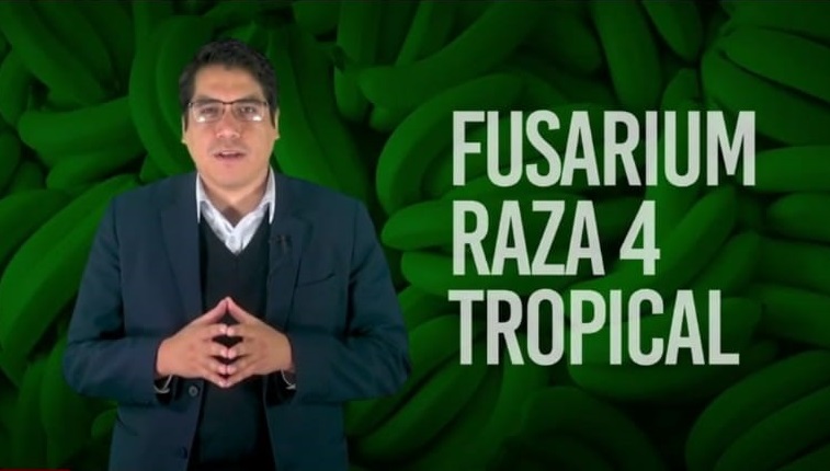 fusarium SENASA al día