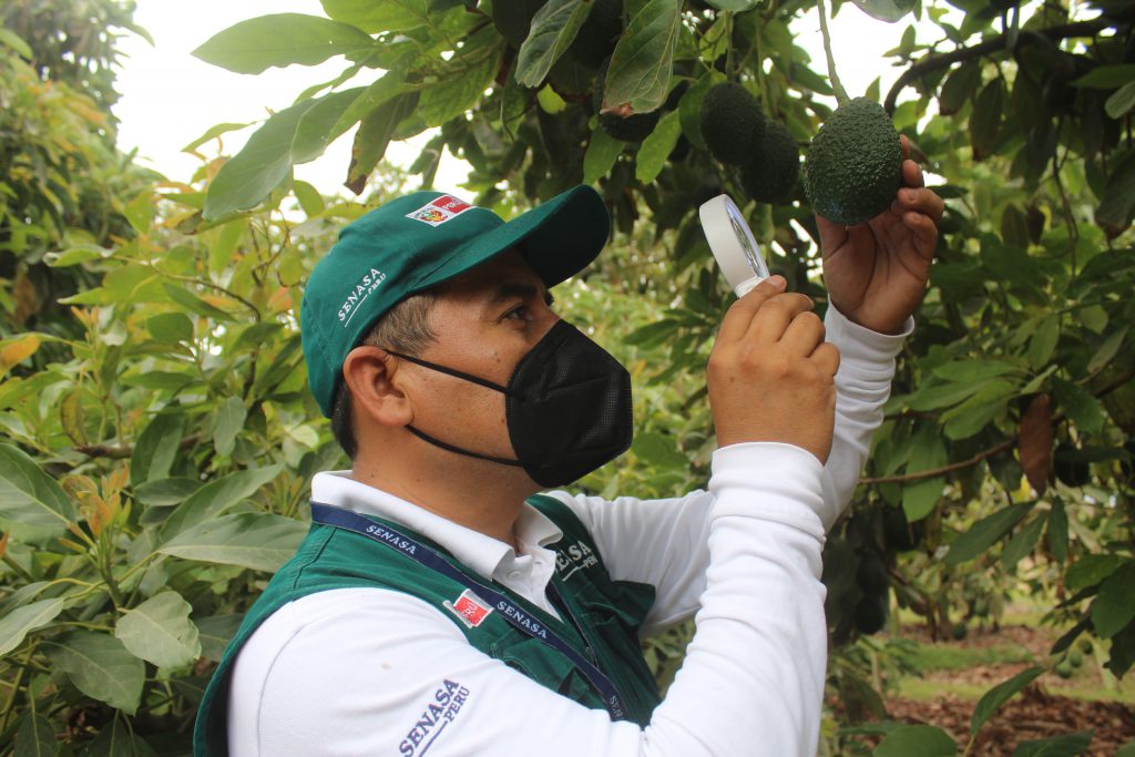 SENASA certificó más 6 mil toneladas de palta producida por la