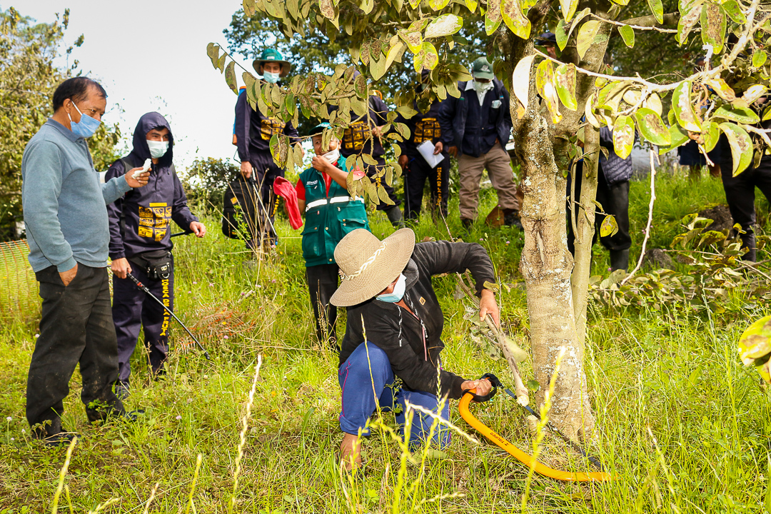 Moscas de la fruta control de la plaga se ejecuta sistemáticamente en