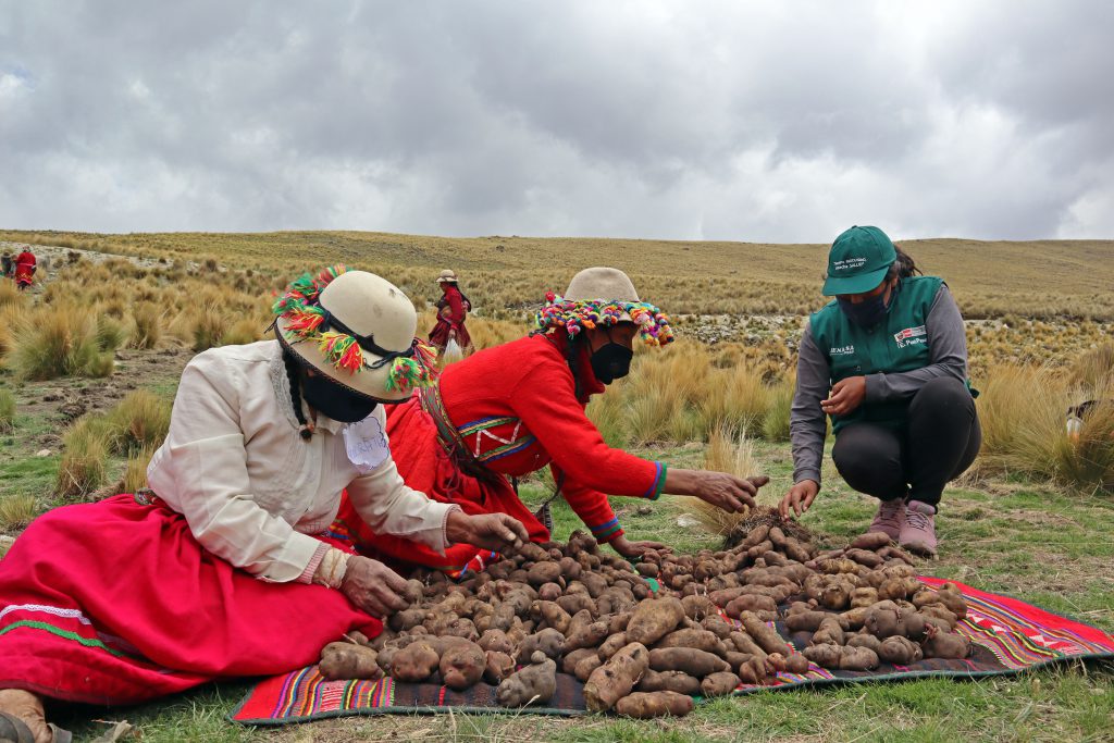 Apur Mac Productores Mejorar N Producci N De M S De Variedades De