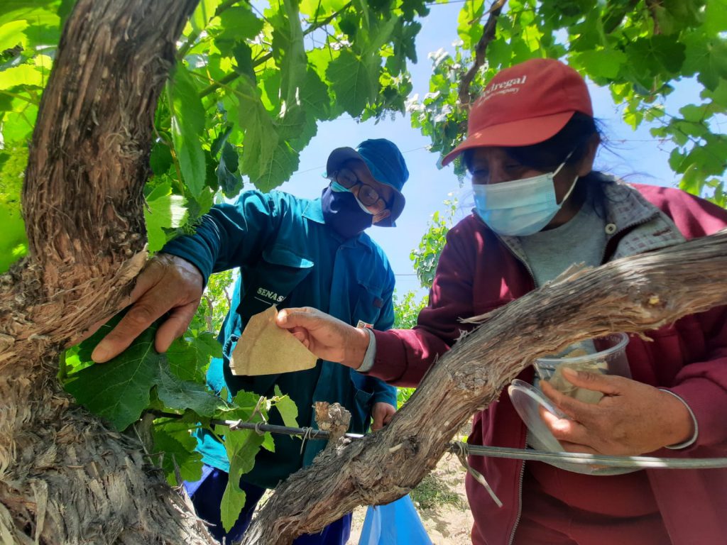 Ica Más de 11 mil hectáreas de cultivos utilizan controladores