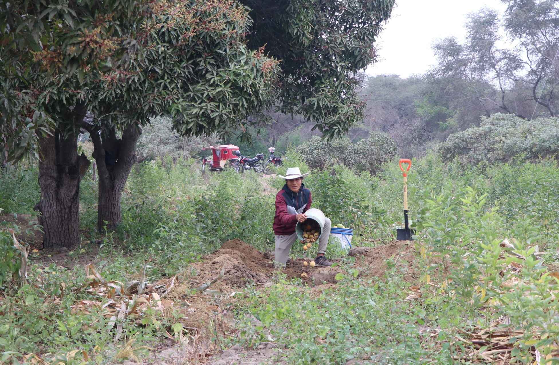 SENASA Intensifica Acciones Fitosanitarias Para Erradicar Las Moscas De