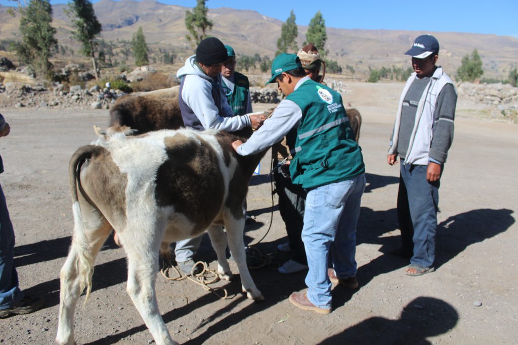 Atención a ganado en Caylloma - SENASA