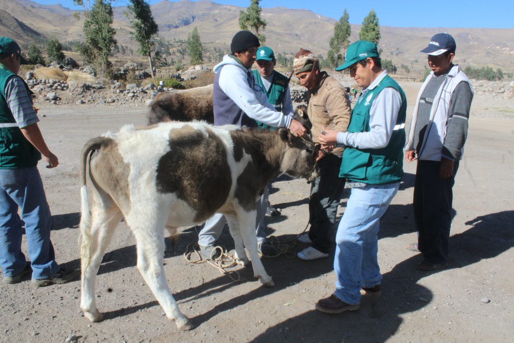 Atención a ganado en Caylloma - SENASA