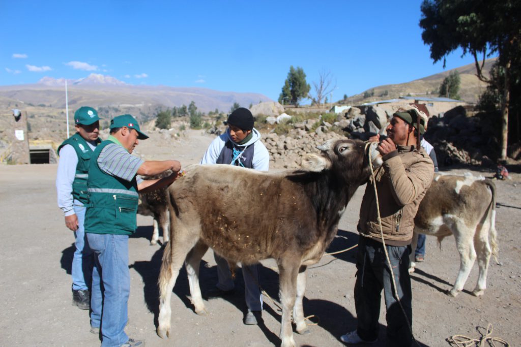 Atención a ganado en Caylloma - SENASA