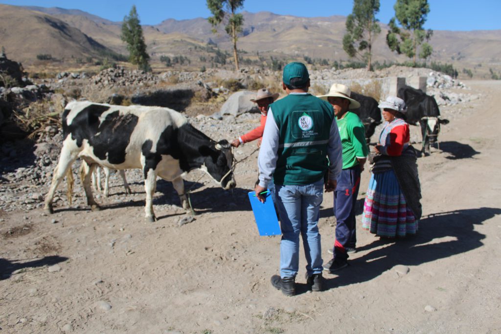 Atención a ganado en Caylloma - SENASA