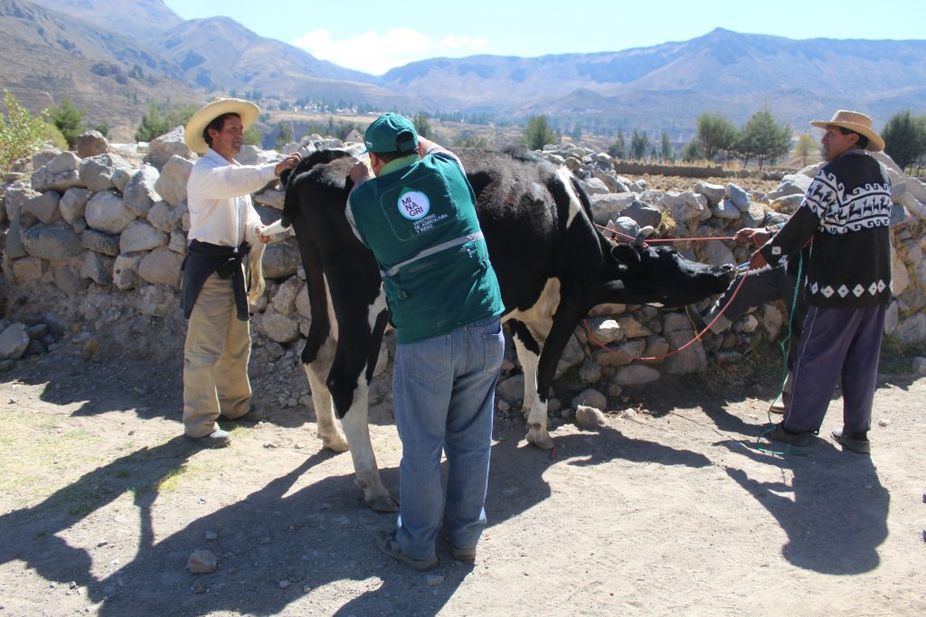 Atención a ganado en Caylloma - SENASA