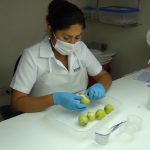 8.1.- Disección de frutos en Lab MF Tacna