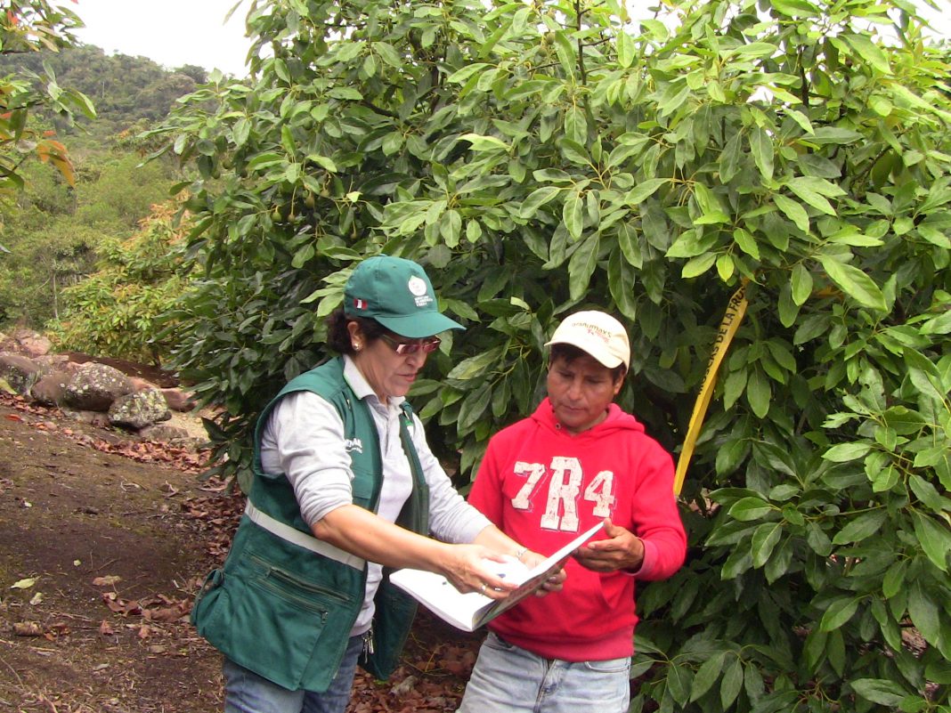 Pasco Senasa Monitorea Plagas En Zona De Producción De Paltas Hass Para Campaña De Exportación 0275