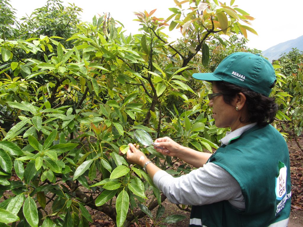 Vigilancia Fitosanitaria Fundo Las Palmeras Palta Hass Evaluación De Enfermedades En El 7634