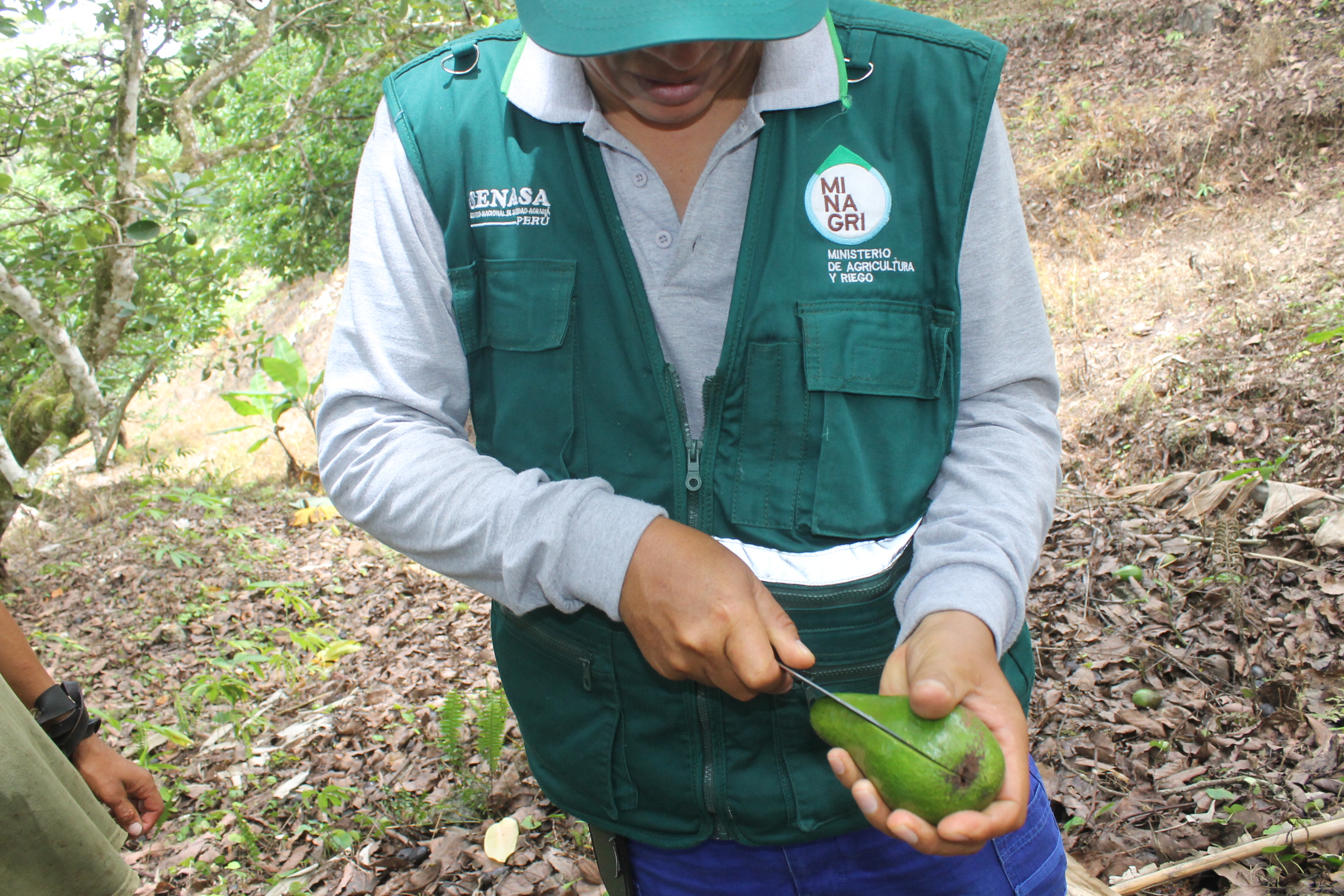 Senasa Monitoreo De La Plaga Stenoma Catenifer Del Palto Senasa Al Día 0364