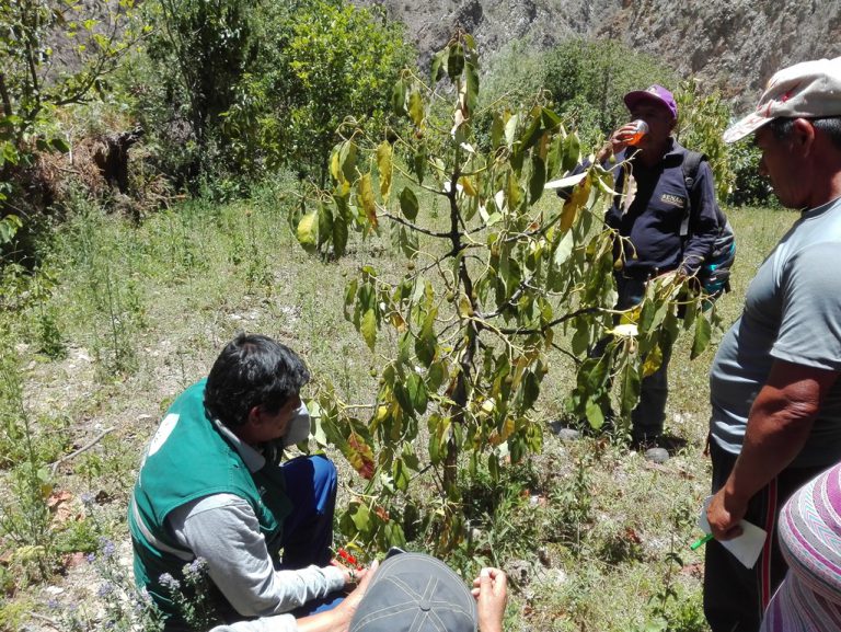 Apurímac Instruyendo A Los Productores En El Manejo Integrado De Plagas Senasa Al Día 4121