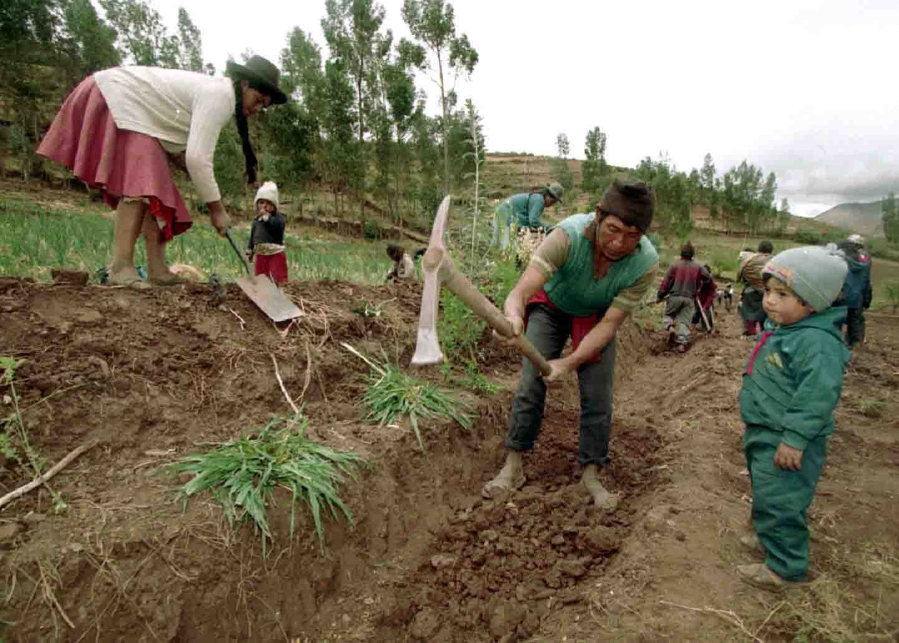 Minagri 35 Mil Agricultores Afectados Por Niño Costero Recuperan Cultivos