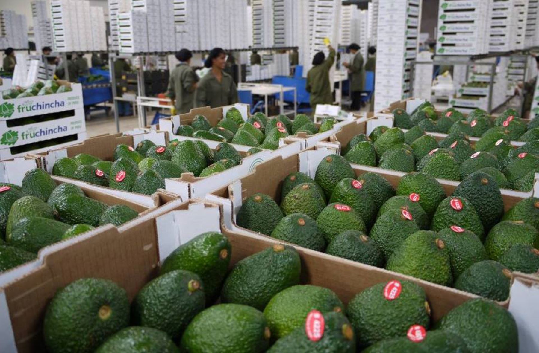 Agricultores Del Valle Del Colca Exportarán Palta Hass A Europa Senasa Al Día 3078