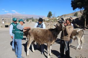 Senasa Arequipa - Acciones sanitarias en zonas cercanas al volcan Sabancaya