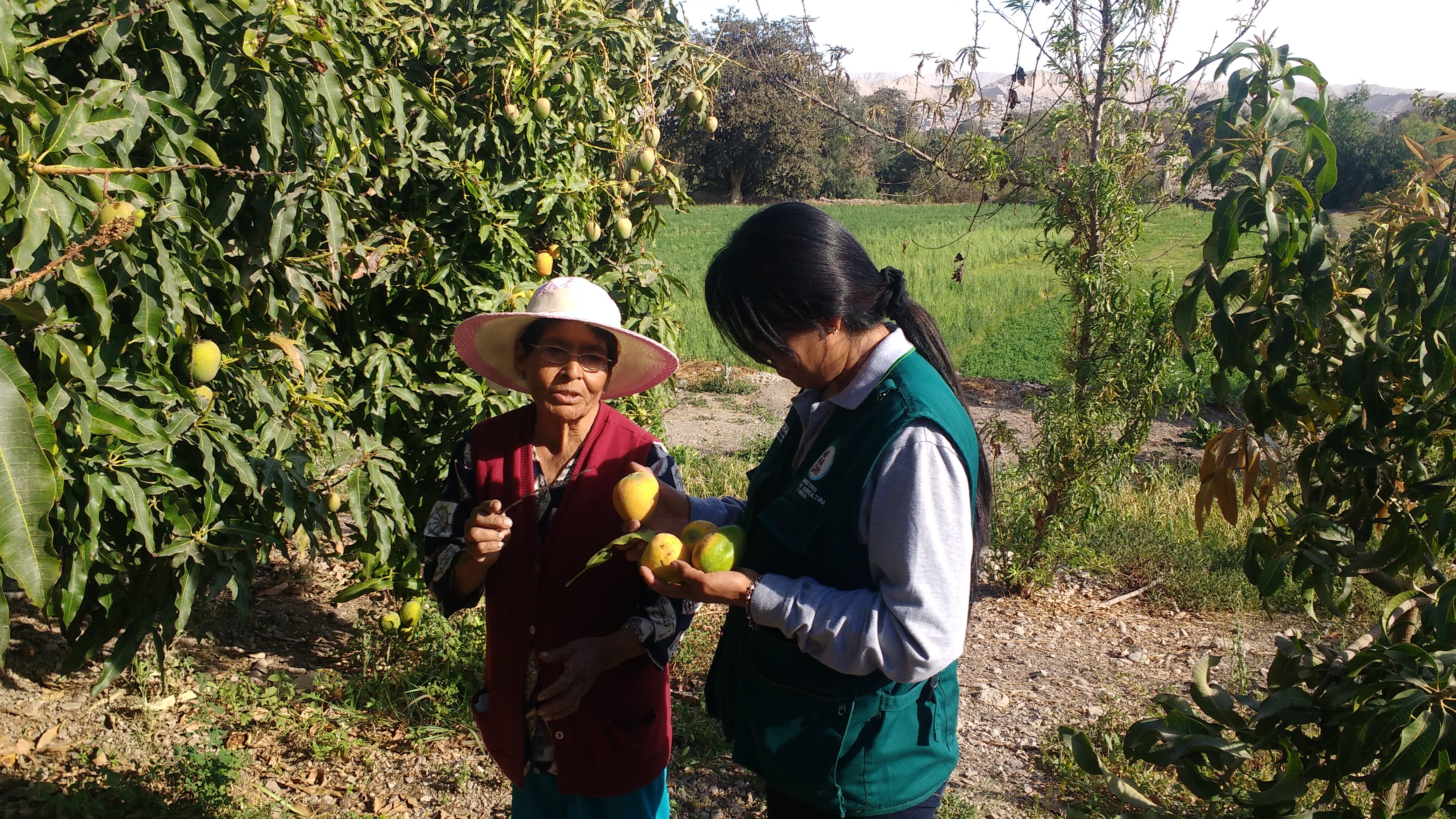 Productores De Moquegua Aplicarán Enseñanzas Del Senasa Para El Control De Plagas Del Mango 4599