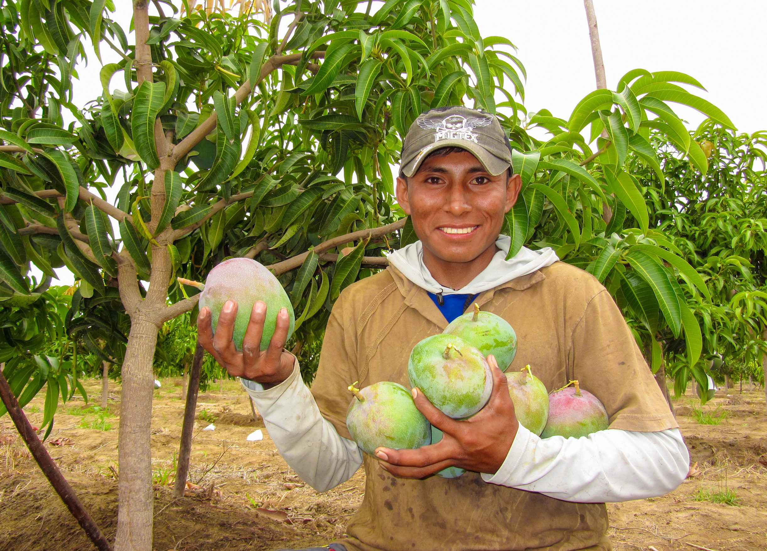 Piura Inicia Campaña De Exportación De Mango 2019 2020 Senasa Al Día 5416