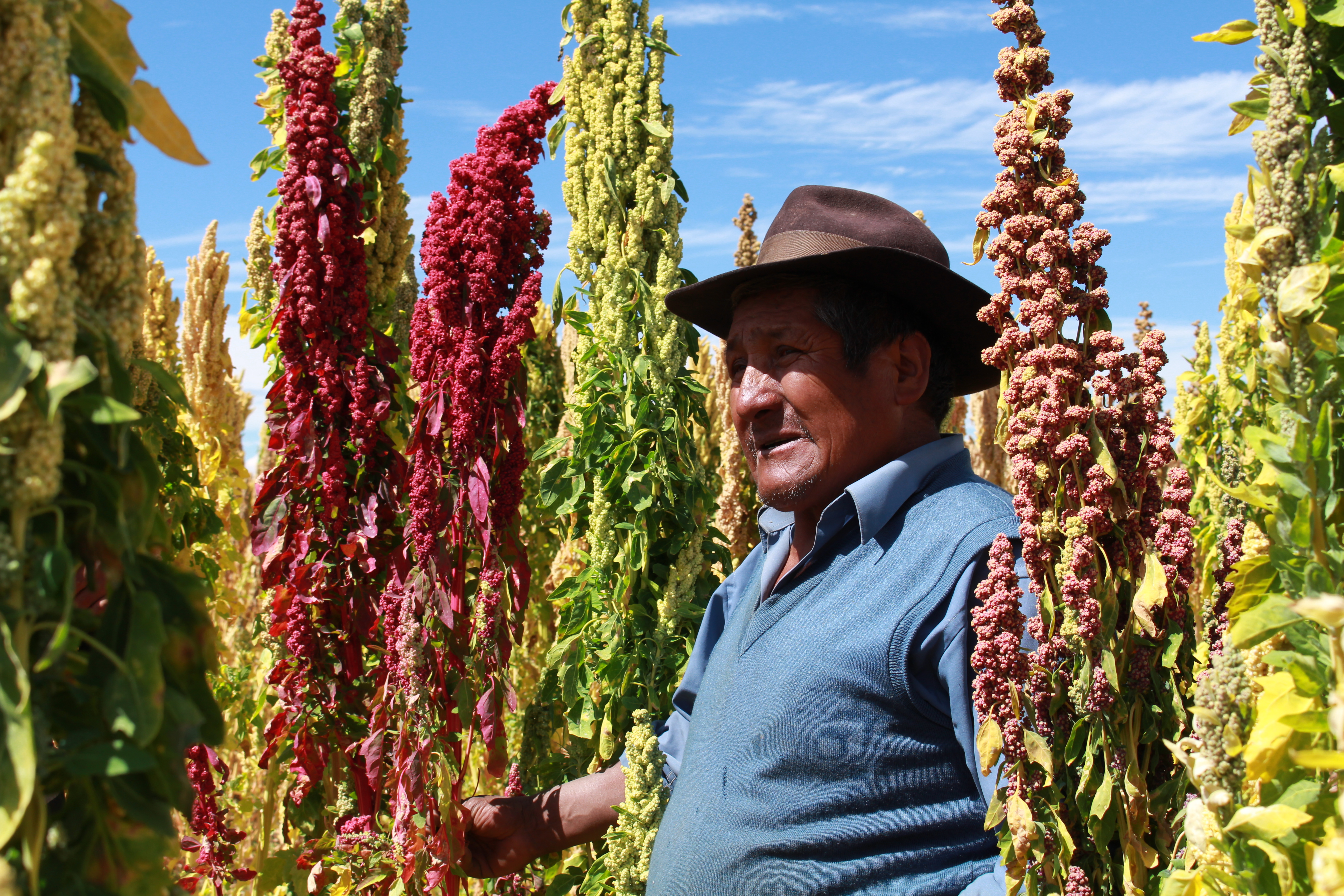 planta de quinua