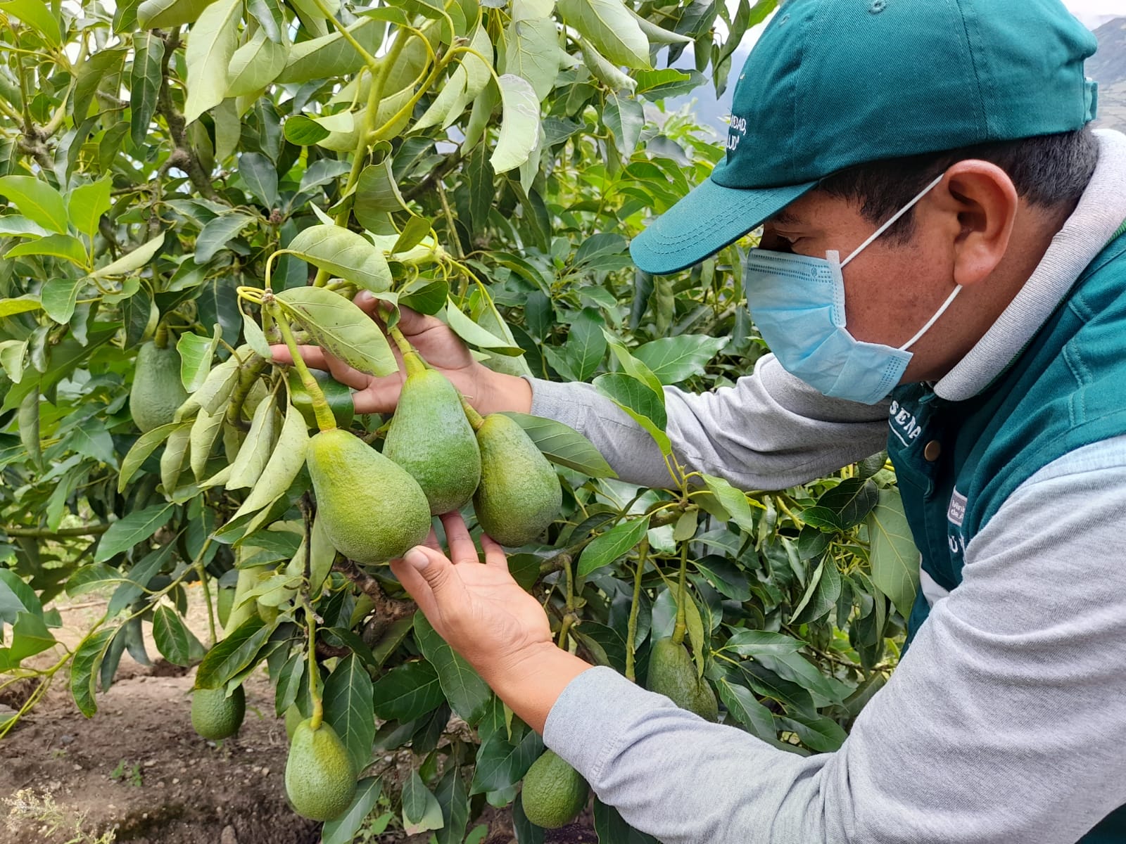 Productores De Huancavelica Inician Con Gran Expectativa Campaña De Exportación De Palta 4699