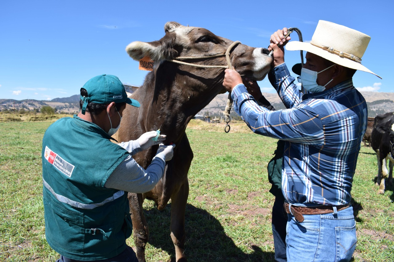 Ganadería Lechera Del Perú Registra Más De 8000 Hatos Libres De Brucelosis Y Tuberculosis Bovina 5909