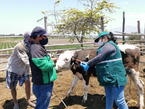 Sector ganadero de La Libertad se beneficia con identificación de ...