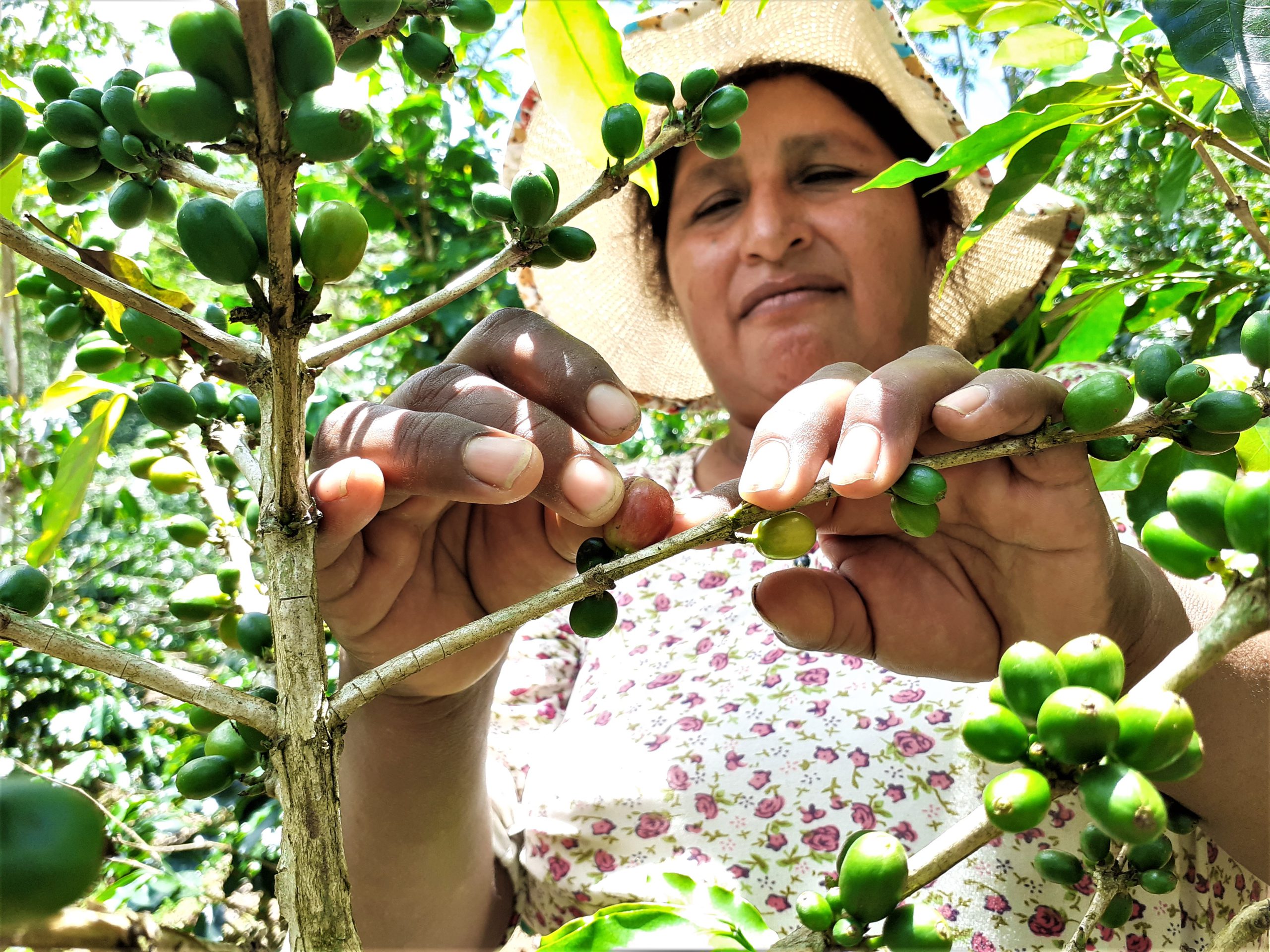 Productores Ya Cuentan Con Sello Nacional De Producción Orgánica