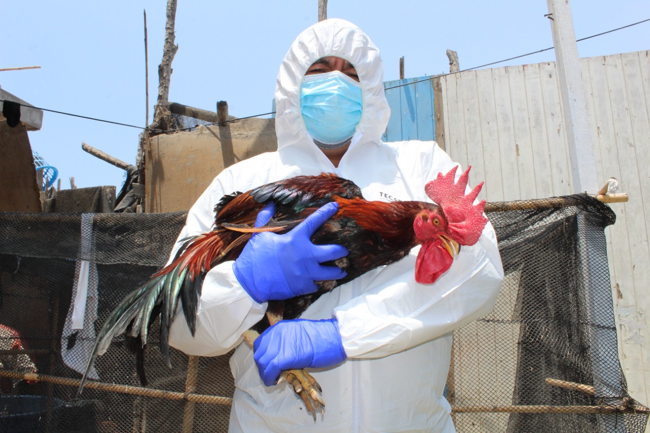 Senasa Declara La Emergencia Sanitaria Por Influenza Aviar En Aves Domésticas Senasa Al Día 2423