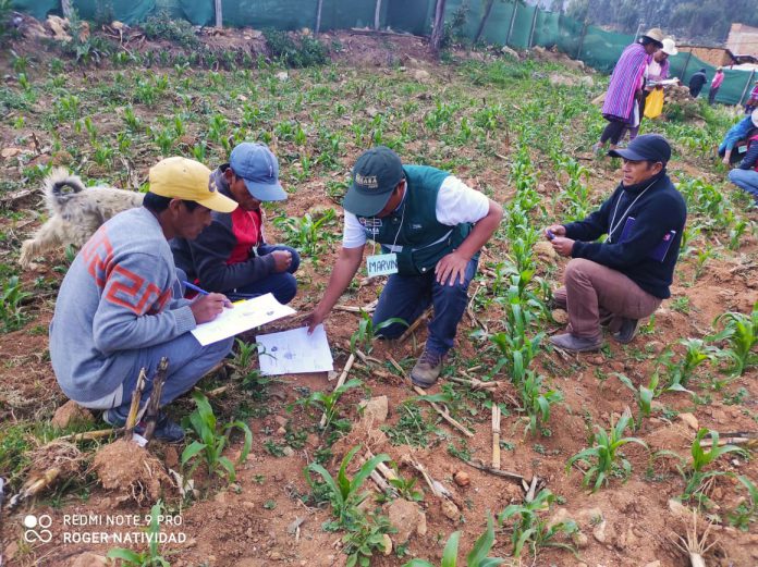 Asociaci N Warmikuna Mejora T Cnicas De Producci N De Ma Z En Escuelas De Campo Del Senasa